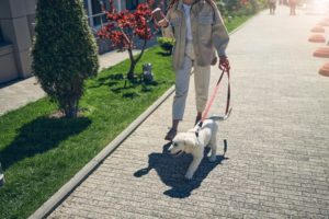 Passeador de cães: saiba mais sobre a profissão